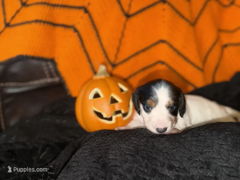 Piebald Male  – Miniature Dachshund puppy for sale in Medford, OR