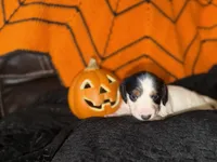 Piebald Male , a male Miniature Dachshund for sale in Medford, OR – 1 of 2