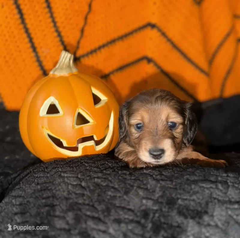 Mini Dachshund  – Miniature Dachshund puppy for sale in Medford, OR