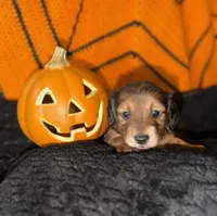 Mini Dachshund , a female Miniature Dachshund for sale in Medford, OR – 1 of 5