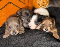 Mini Dachshund , a female Miniature Dachshund for sale in Medford, OR – 2 of 5