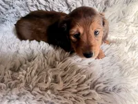 Red Female , a female Miniature Dachshund for sale in Medford, OR – 3 of 3