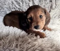 Red Female , a female Miniature Dachshund for sale in Medford, OR – 2 of 3