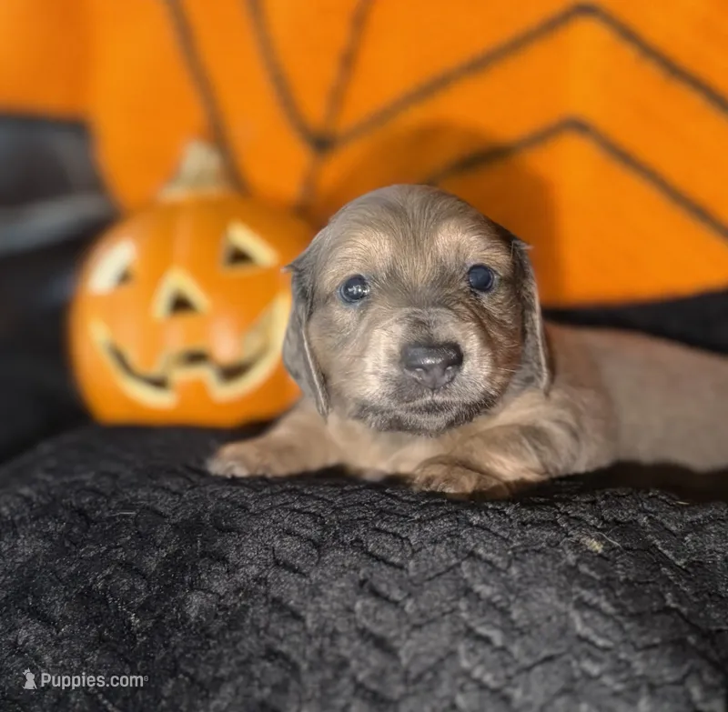 Isabella Female – Miniature Dachshund puppy for sale in Medford, OR