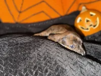 Brindle Boy, a male Miniature Dachshund for sale in Medford, OR – 2 of 2