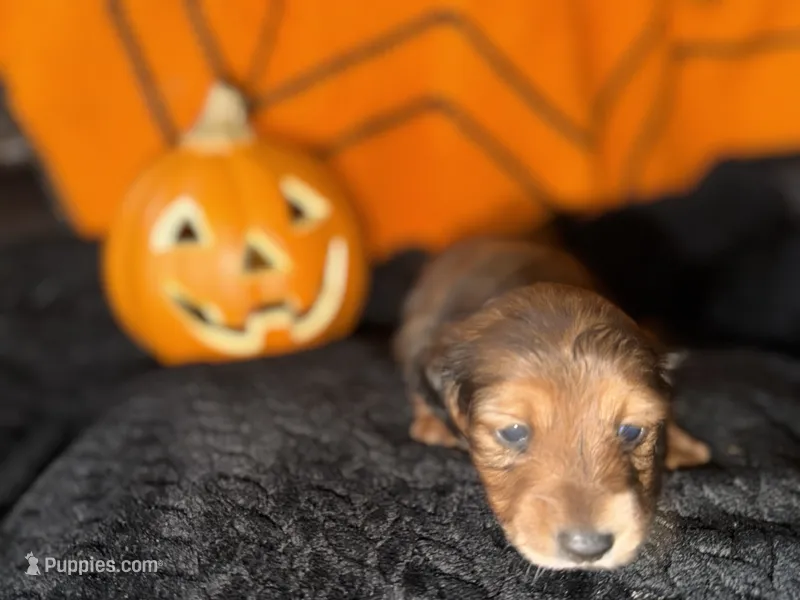 Shaded Red Female – Miniature Dachshund puppy for sale in Medford, OR