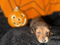 Shaded Red Female, a female Miniature Dachshund for sale in Medford, OR – 1 of 2