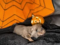 Isabella Female, a female Miniature Dachshund for sale in Medford, OR – 2 of 2