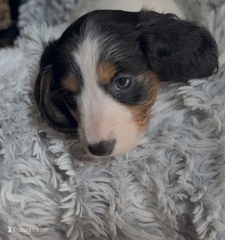 Piebald Male  – Miniature Dachshund puppy for sale in Medford, OR
