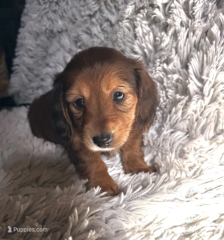 Shaded Red Female – Miniature Dachshund puppy for sale in Medford, OR
