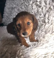 Red Female , a female Miniature Dachshund for sale in Medford, OR – 1 of 3