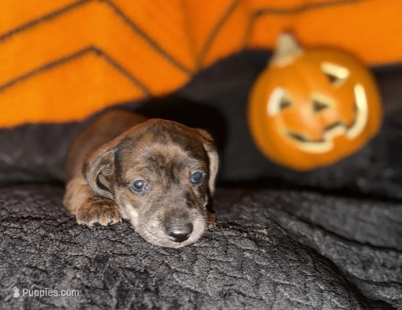 Brindle Boy – Miniature Dachshund puppy on hold in Medford, OR