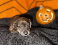 Brindle Boy, a male Miniature Dachshund for sale in Medford, OR – 1 of 2