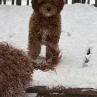 Jimmy, a male Poodle - Miniature  and Miniature Goldendoodle for sale in Minneapolis, MN – Photo 3 of 3