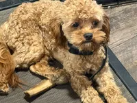 Kenny, a male Cavapoo for sale in Minneapolis, MN – 1 of 3