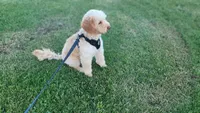 Joey potty trained , a male Miniature Goldendoodle for sale in Minneapolis, MN – 4 of 4