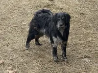 Rolex , a male Golden Retriever and Miniature Goldendoodle for sale in Minneapolis, MN – Photo 3 of 3