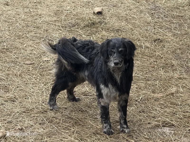 Rolex  – Golden Retriever, Miniature Goldendoodle puppy for sale in Minneapolis, MN