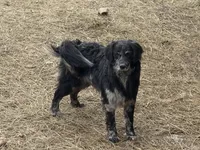 Rolex , a male Golden Retriever and Miniature Goldendoodle for sale in Minneapolis, MN – Photo 1 of 3