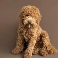 Alvin, a male Cavapoo and Poodle - Miniature  for sale in Minneapolis, MN – Photo 1 of 3