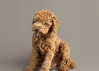 Alvin, a male Cavapoo and Poodle - Miniature  for sale in Minneapolis, MN – Photo 2 of 3