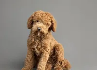 Alvin, a male Cavapoo and Poodle - Miniature  for sale in Minneapolis, MN – Photo 3 of 3