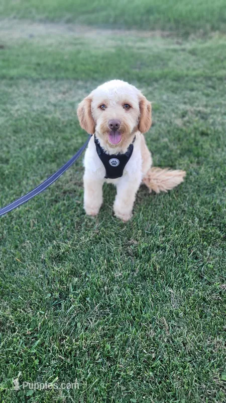 Joey potty trained  – Miniature Goldendoodle puppy for sale in Minneapolis, MN