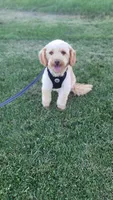 Joey potty trained , a male Miniature Goldendoodle for sale in Minneapolis, MN – 1 of 4