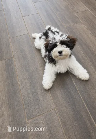 Teddy – Cavapoo puppy for sale in Minneapolis, MN