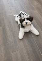 Teddy, a male Cavapoo for sale in Minneapolis, MN – 1 of 3