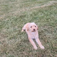 Joey, a male Miniature Goldendoodle for sale in Minneapolis, MN – Photo 3 of 3