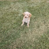Joey, a male Miniature Goldendoodle for sale in Minneapolis, MN – Photo 1 of 3