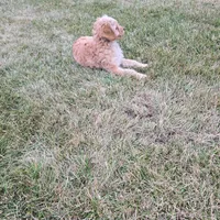 Joey, a male Miniature Goldendoodle for sale in Minneapolis, MN – Photo 2 of 3