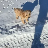 Diego, a male Miniature Goldendoodle for sale in Minneapolis, MN – Photo 1 of 4