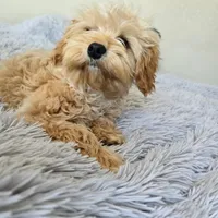 Diego, a male Miniature Goldendoodle for sale in Minneapolis, MN – Photo 2 of 4