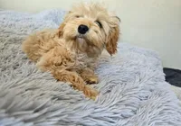 processed/ca55db0c-3d3f-41b3-a6a6-d18767c9fedd/listing/3cd58d73-bf08-4cb6-9d75-bc91c8d5a8a0/79b54238-932a-4a31-9239-d51d65fe147a