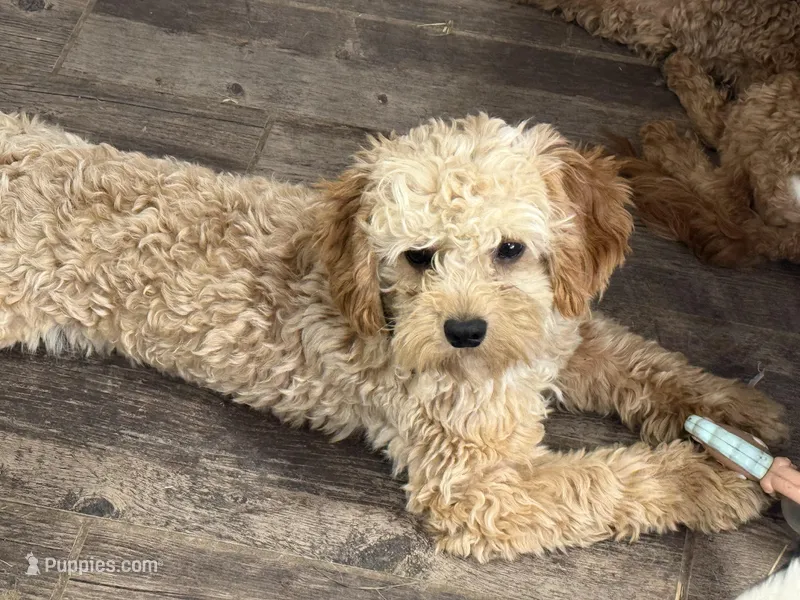 Diego potty trained  – Miniature Goldendoodle puppy for sale in Minneapolis, MN