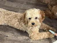 Diego potty trained , a male Miniature Goldendoodle for sale in Minneapolis, MN – 1 of 5