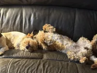 Diego potty trained , a male Miniature Goldendoodle for sale in Minneapolis, MN – 3 of 5
