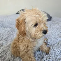 Diego, a male Miniature Goldendoodle for sale in Minneapolis, MN – Photo 3 of 4