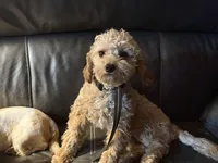 Diego potty trained , a male Miniature Goldendoodle for sale in Minneapolis, MN – 5 of 5