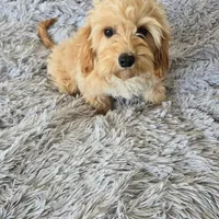 Diego, a male Miniature Goldendoodle for sale in Minneapolis, MN – Photo 4 of 4