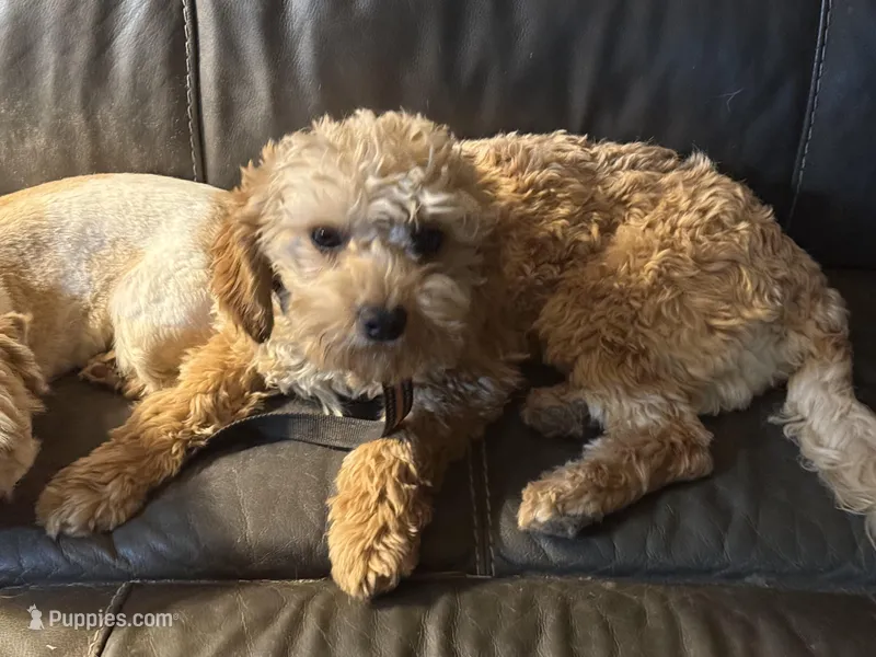Diego potty trained  – Miniature Goldendoodle puppy for sale in Minneapolis, MN