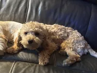 Diego potty trained , a male Miniature Goldendoodle for sale in Minneapolis, MN – 4 of 5