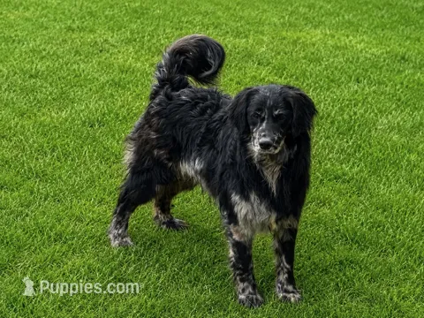Rolex  – Golden Retriever, Miniature Goldendoodle puppy for sale in Minneapolis, MN