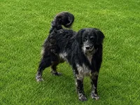 Rolex , a male Golden Retriever and Miniature Goldendoodle for sale in Minneapolis, MN – 1 of 1