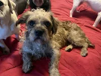 Maggie , a female Cavapoo for sale in Minneapolis, MN – 3 of 3