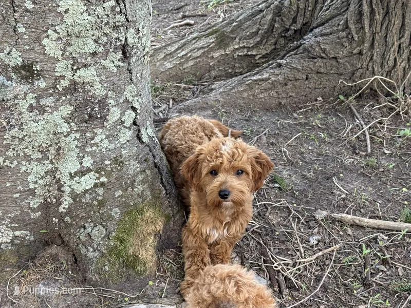 Deagon – Miniature Goldendoodle puppy for sale in Minneapolis, MN