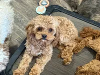 Kenny, a male Cavapoo for sale in Minneapolis, MN – 3 of 3