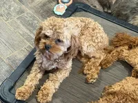 Kenny, a male Cavapoo for sale in Minneapolis, MN – 2 of 3
